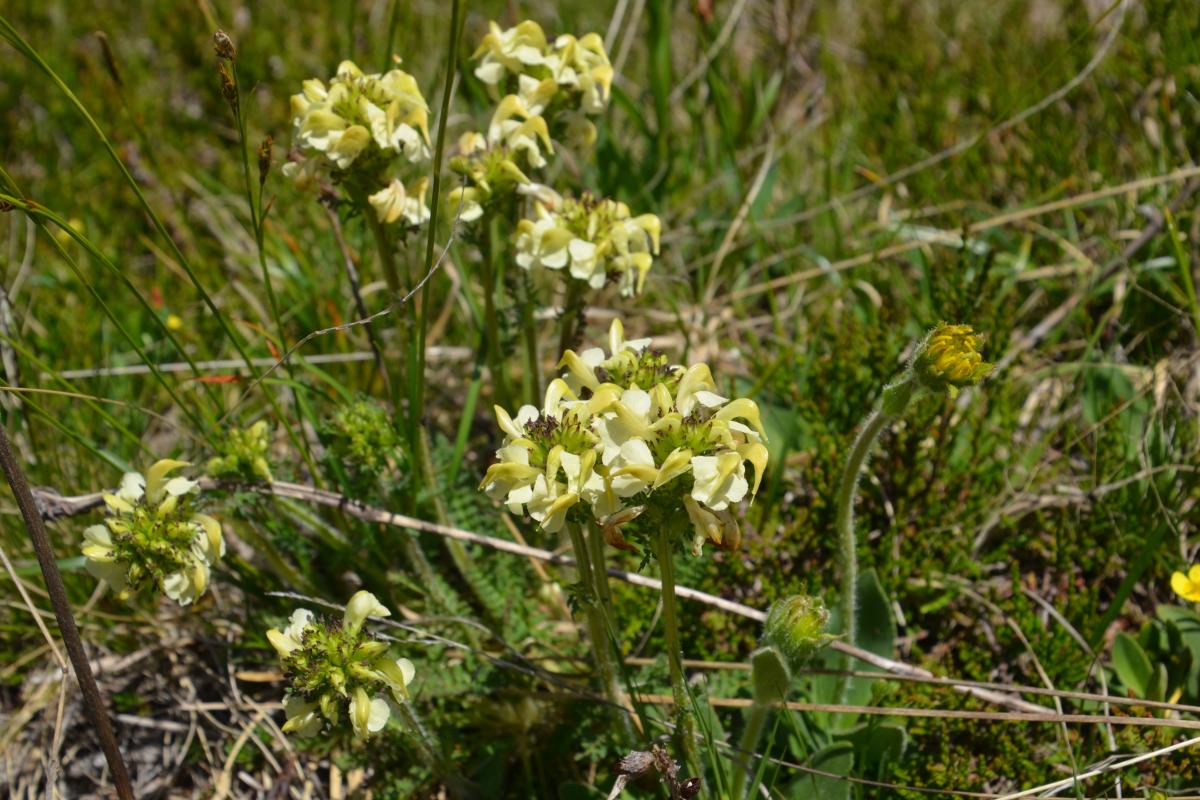 Platzer Alm 26.06.2019